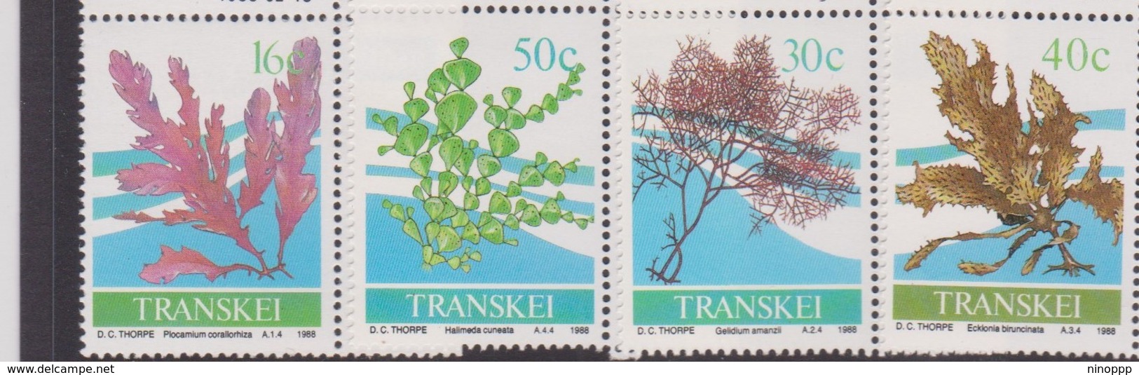 South Africa-Transkei SG 213-216 1988 Seaweeds, Mint Never Hinged - Transkei