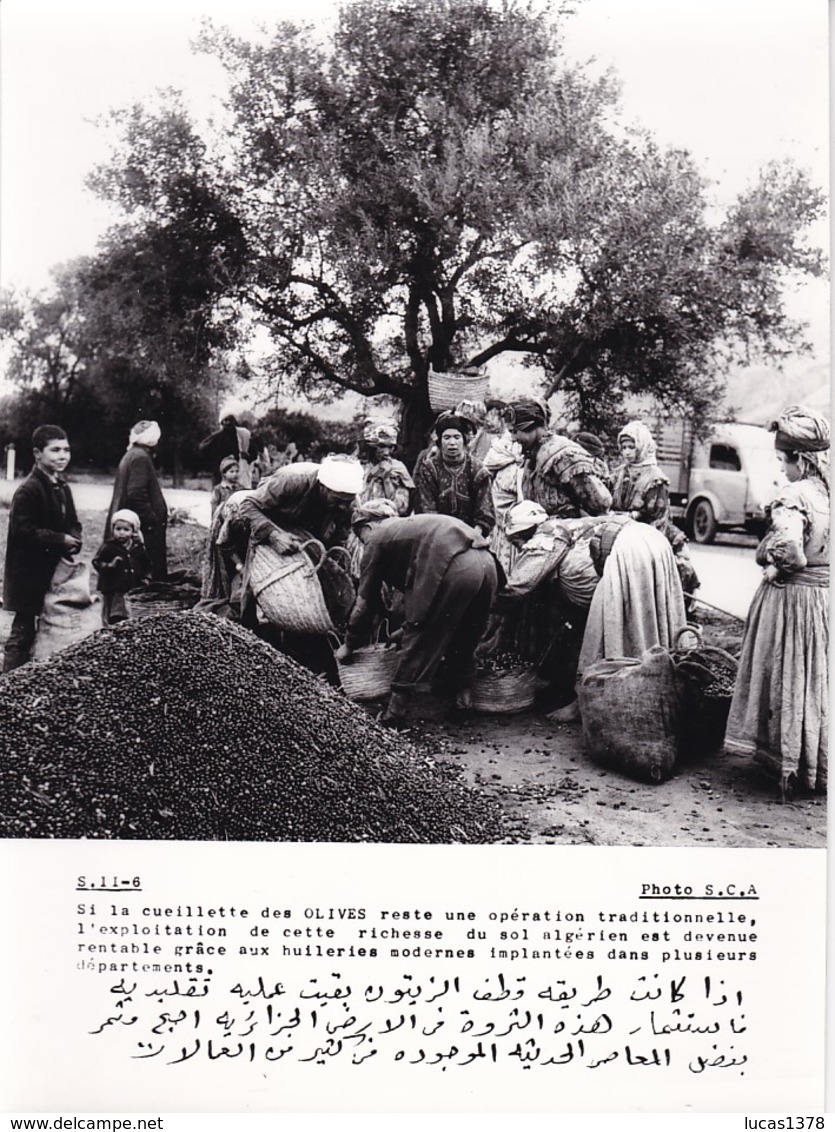ALGERIE / PROPAGANDE 1959.1961 / MAGNIFIQUE PHOTO 18X24 / CUEILLETTE D OLIVES - Métiers