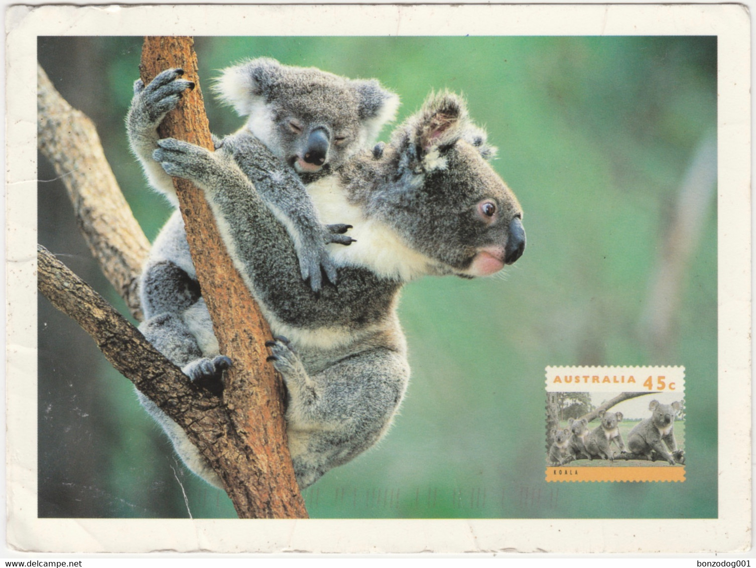 Female Koala Bear With Young, Australia - Bears