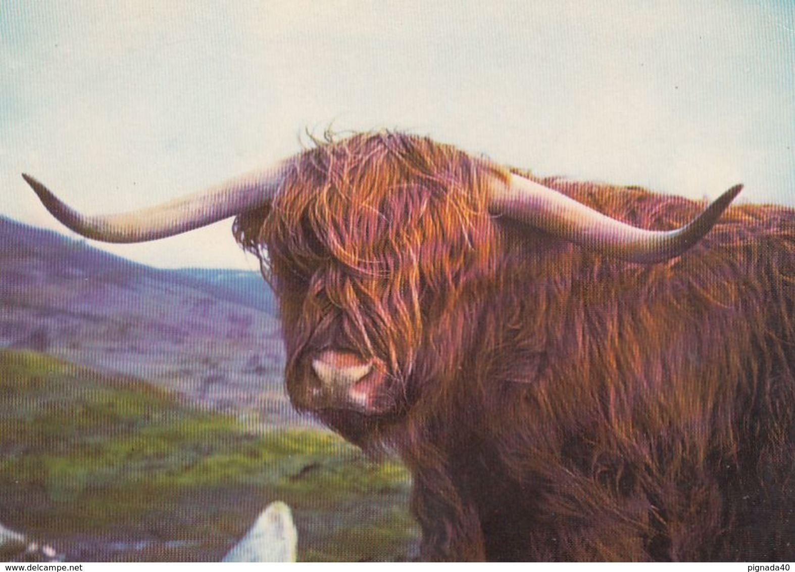 Cp , ECOSSE , KINCRAID, KINGUSSIE , Indigenous Highland Steer At Highland Wildlife Park - Inverness-shire
