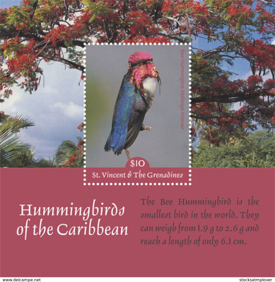 St. Vincent 2019 Fauna Hummingbirds Of The Caribbean  I201901 - St.Vincent & Grenadines