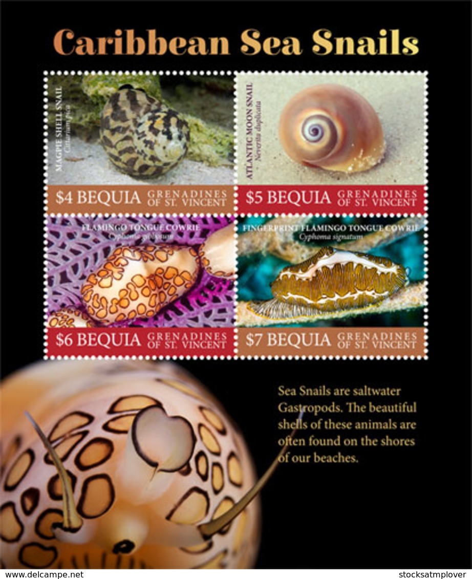 Bequia , Grenadines  Of St. Vincent 2019  Fauna Caribbean Sea Snails I201901 - St.Vincent Und Die Grenadinen