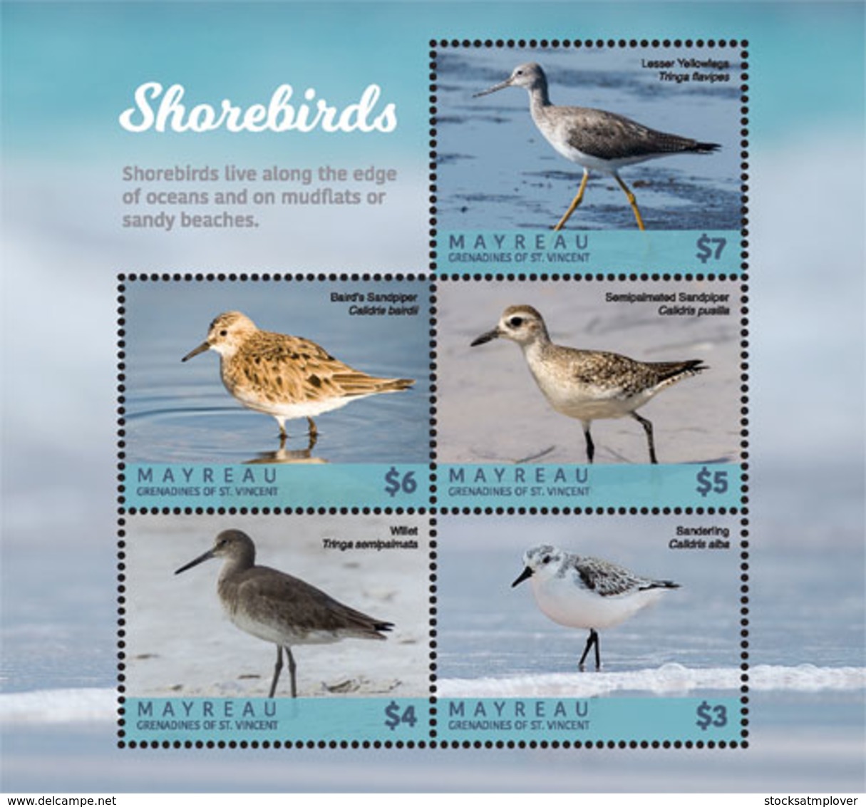 Mayreau  , Grenadines  Of St. Vincent 2018  Fauna  Shorebirds  I201901 - St.Vincent & Grenadines