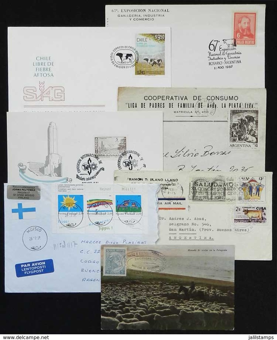 TOPIC COWS, CATTLE: Topic Cows, Cattle: 14 Covers/cards With Stamps Or Special Postmarks, VF! - Otros & Sin Clasificación