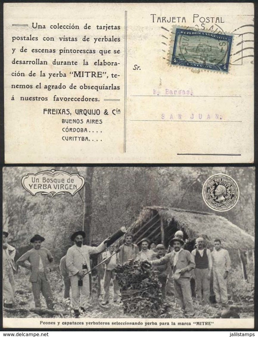 ARGENTINA: Spectacular Postcard: "Workers And Foremen Selecting Yerba For The Mitre Brand", Franked With 4c. Centenary ( - Prefilatelia