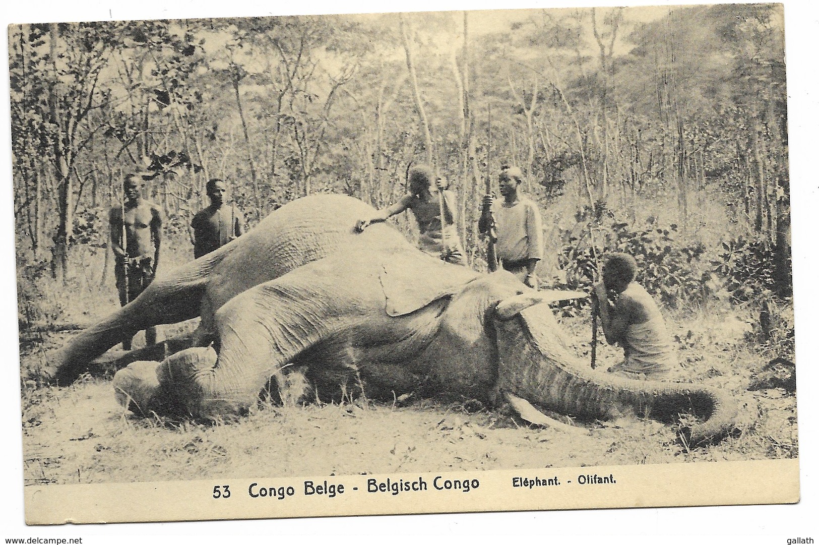 CONGO BELGE - Eléphant - Chasse...  Animé  (Carte-Entier N°53 -10 Cts) - Congo Belge