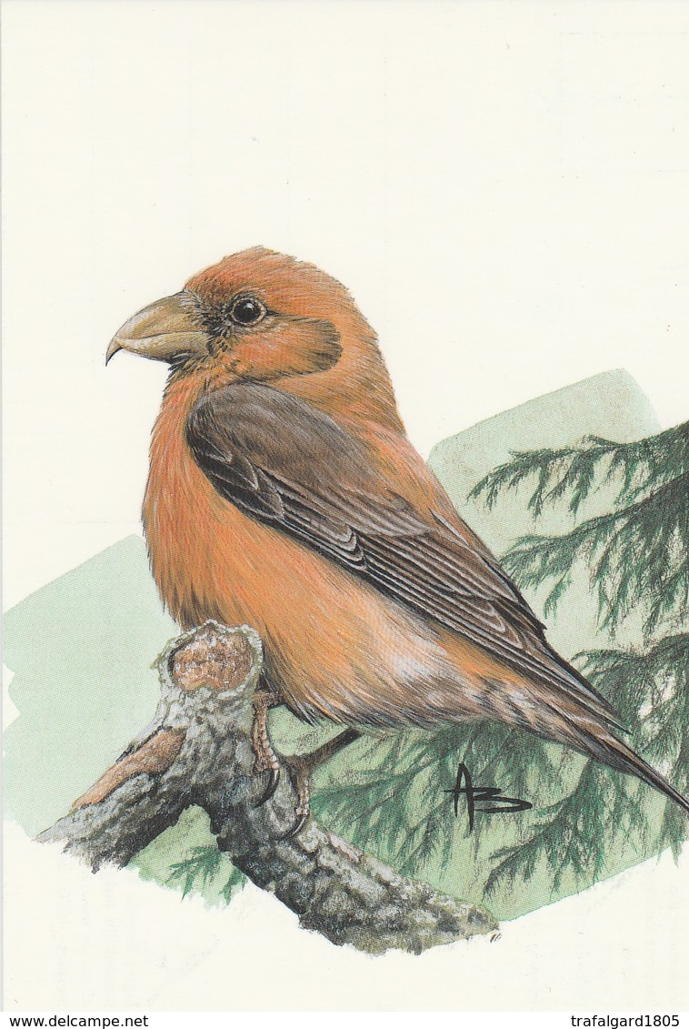 8. BUZIN.  LE BEC CROISE DES SAPINS - 1985-.. Oiseaux (Buzin)