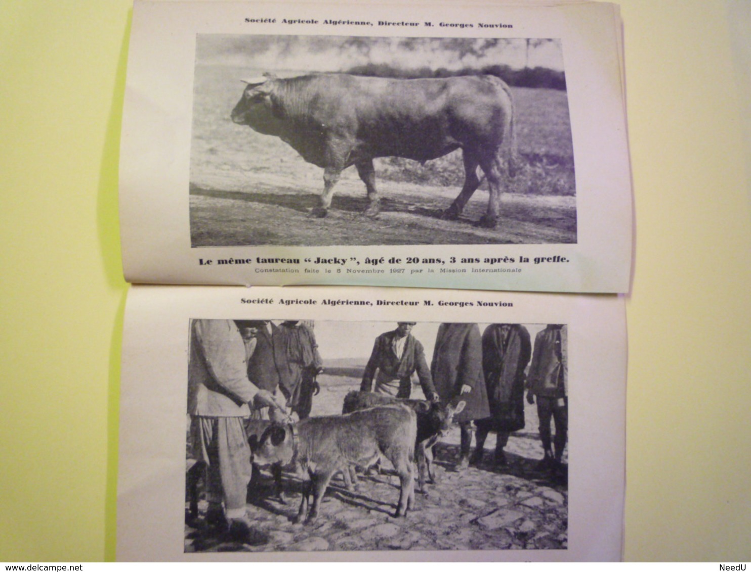 GP 2019 - 1100  EXPO Coloniale Intern. 1931  :  Béliers Greffés En Algérie  (Stand De L'Union Ovine)  XXX - Non Classés