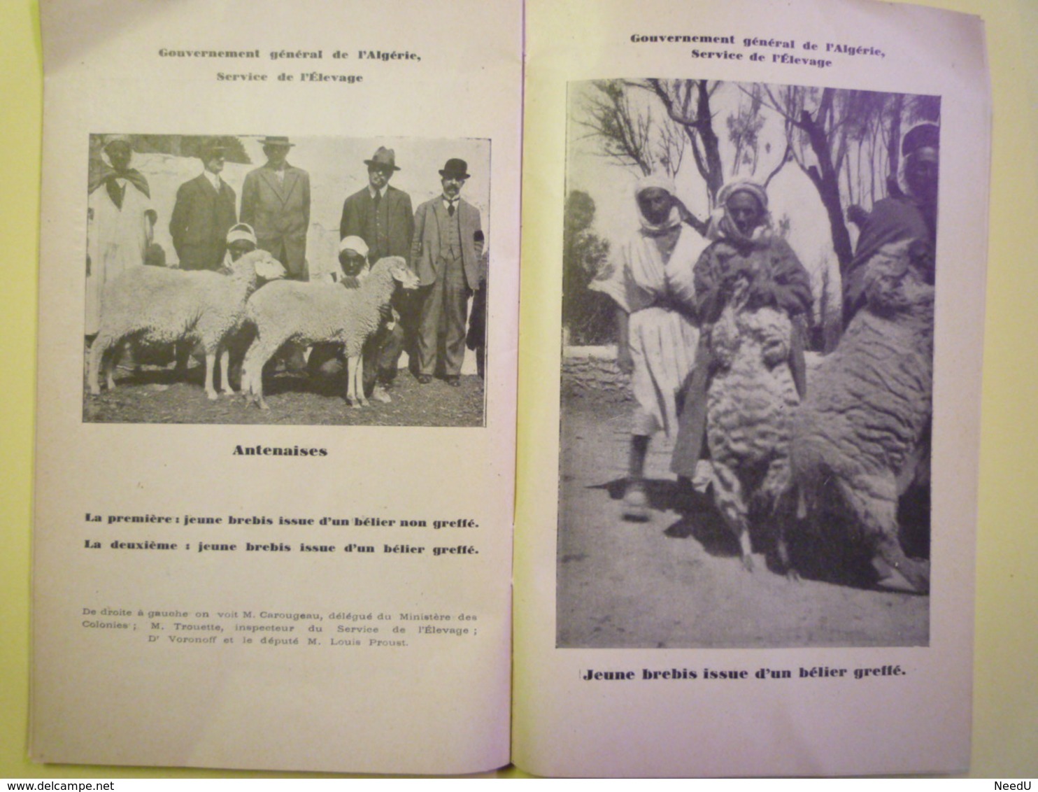 GP 2019 - 1100  EXPO Coloniale Intern. 1931  :  Béliers Greffés En Algérie  (Stand De L'Union Ovine)  XXX - Non Classés