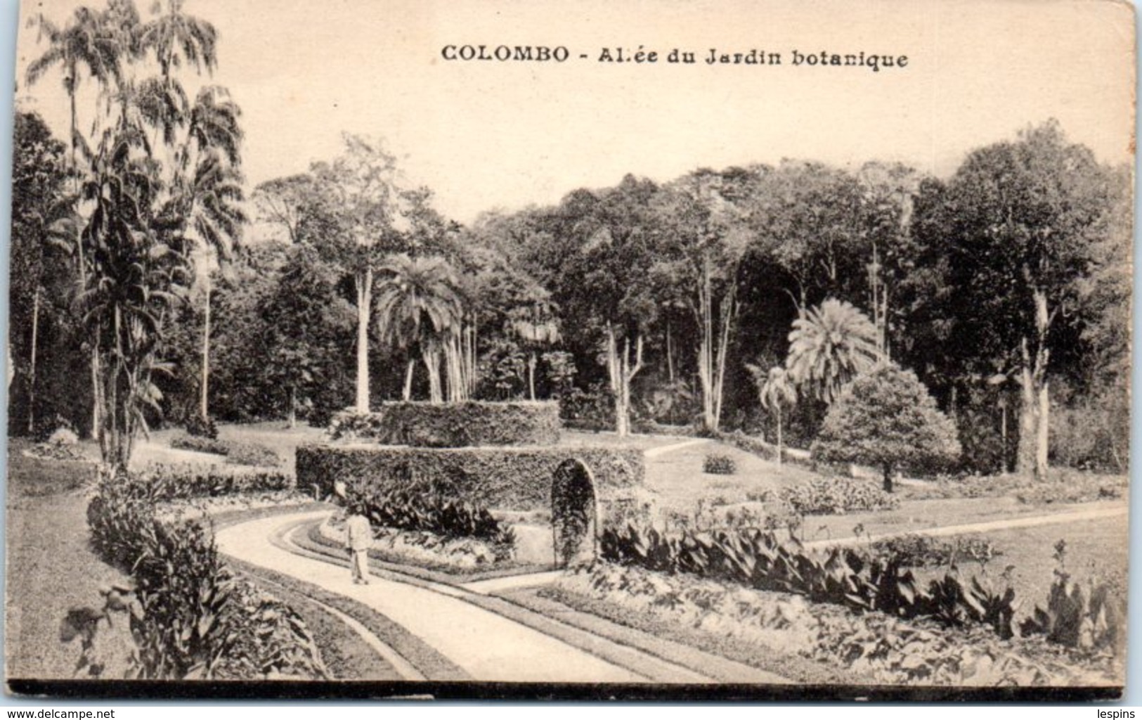 ASIE - SRI LANKA ( CEYLON ) -- - COLOMBO - Allée Du Jardin Botanique - Sri Lanka (Ceylon)