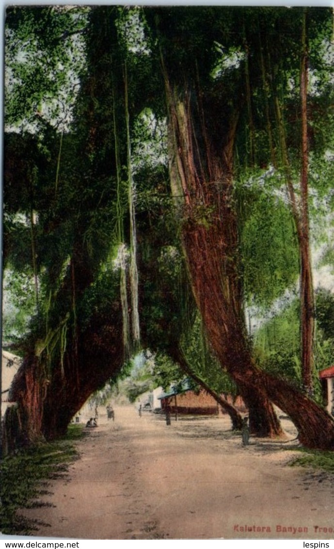 ASIE - SRI LANKA ( CEYLON ) -- Kalutara Banyan Tree - Sri Lanka (Ceylon)