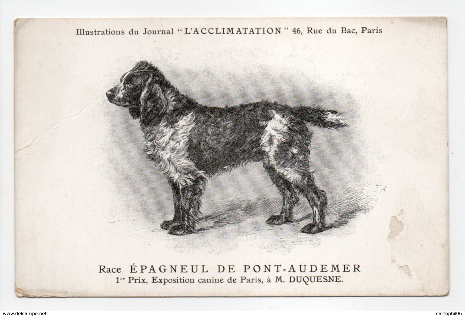 - CPA CHIENS - Race ÉPAGNEUL DE PONT-AUDEMER - 1er Prix, Exposition Canine De Paris - - Chiens