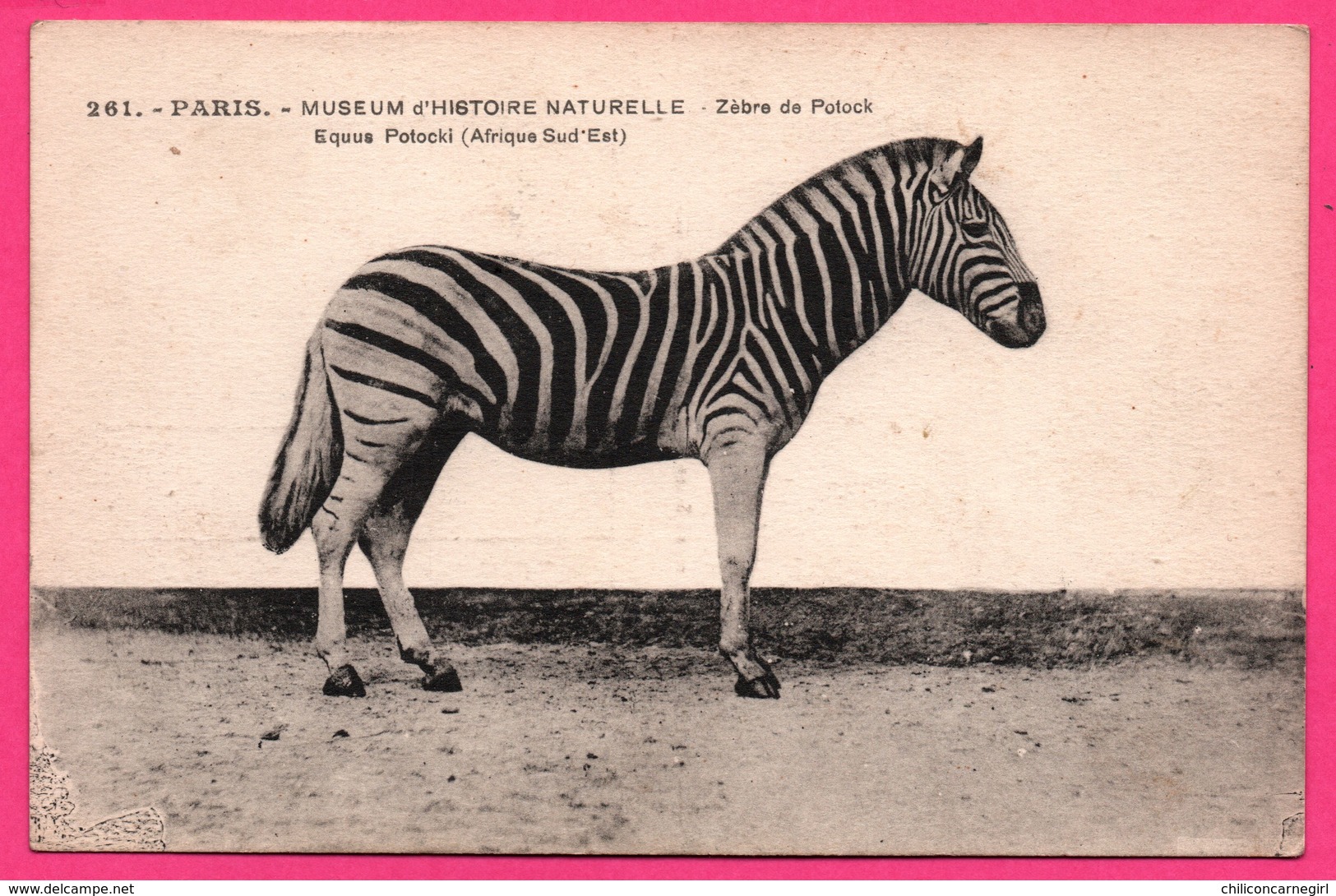 Paris - Museum D'Histoire Naturelle - Zèbre De Potock - Equus Potocki - Afrique Sud Est - Edit. BOSLE - Zebre