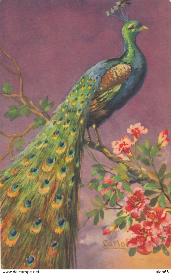 Carlo Artist Image Peacock On Branch, Colorful Flowers, C1910s/40s(?) Vintage Postcard - Birds