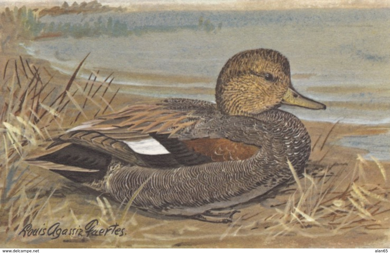 Agassiz Fuertes Artist Image, Gadwall 'Gray Duck' In Breeding Plumage, C1960s Vintage Postcard - Birds