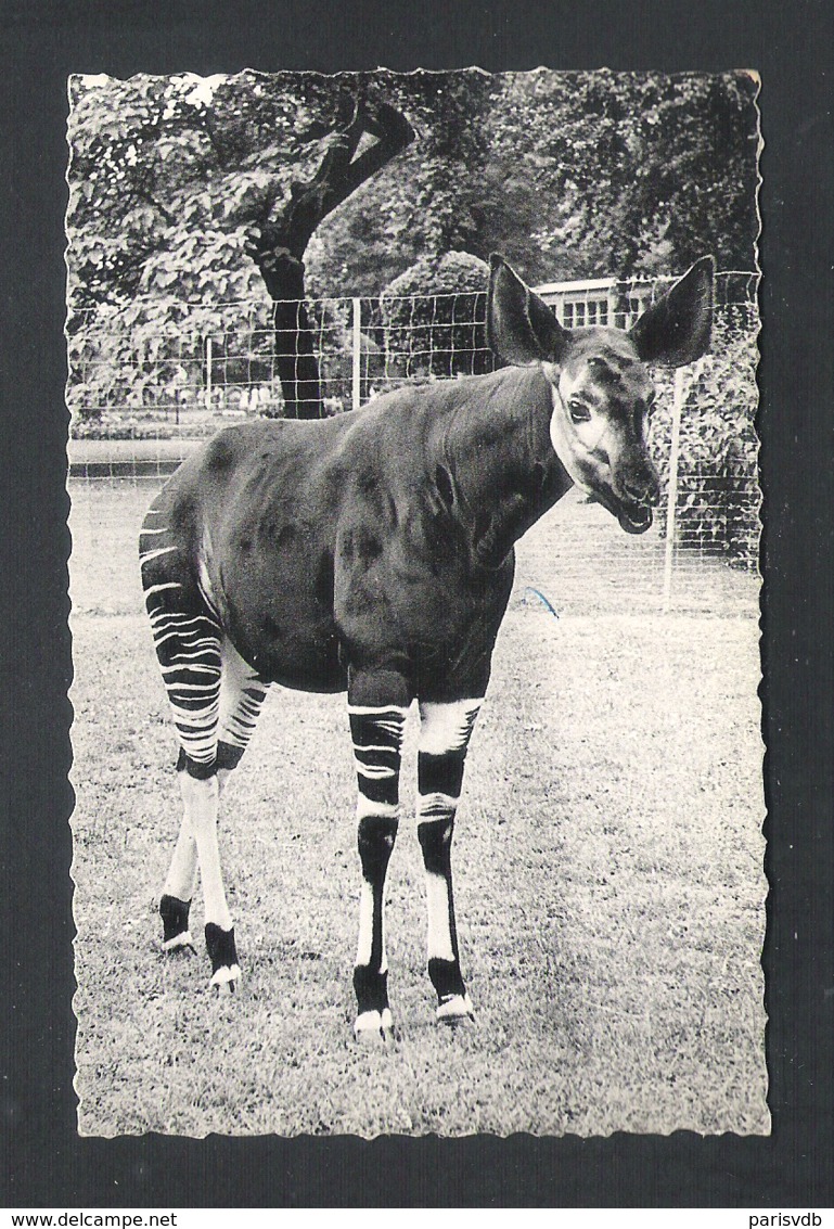 ANTWERPEN  - DIERENTUIN - OKAPI WIJFJE ISANGANI - NELS    (11.870 A) - Antwerpen