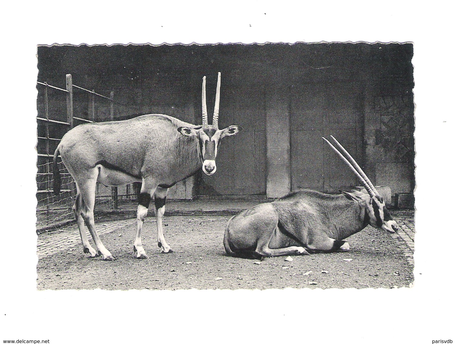 ANTWERPEN  - DIERENTUIN - BEISA ANTILOPEN  - NELS    (11.870 C) - Antwerpen