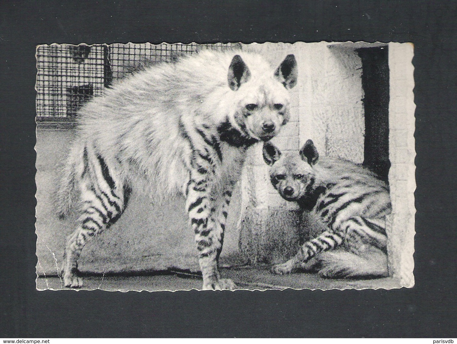 ANTWERPEN  - DIERENTUIN - GESTREEPTE HYENA   - NELS    (11.870 D) - Antwerpen