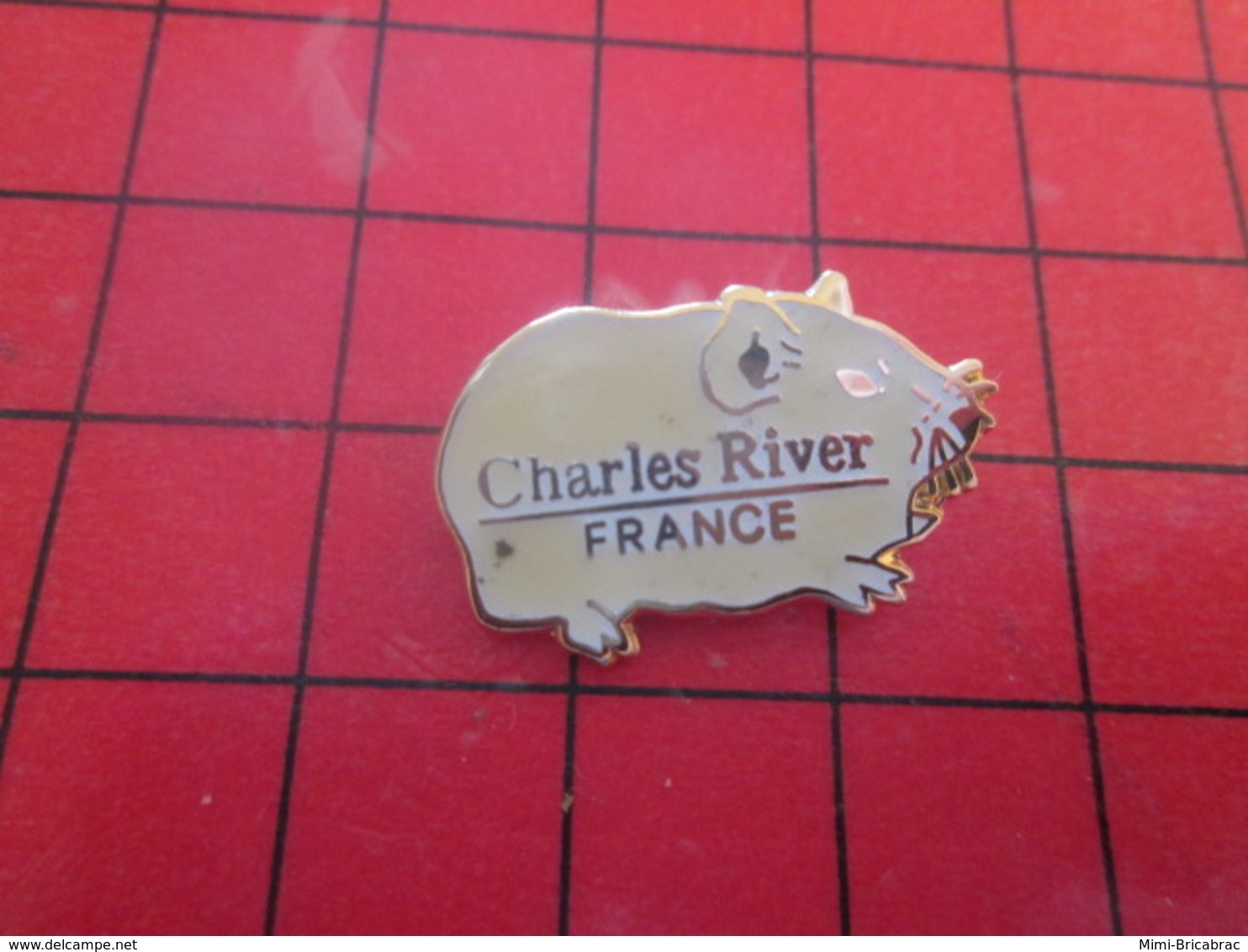 311b Pins Pin's / Rare & Belle Qualité / THEME ARTHUS BERTRAND : COCHON D'INDE CHARLES RIVER FRANCE - Arthus Bertrand