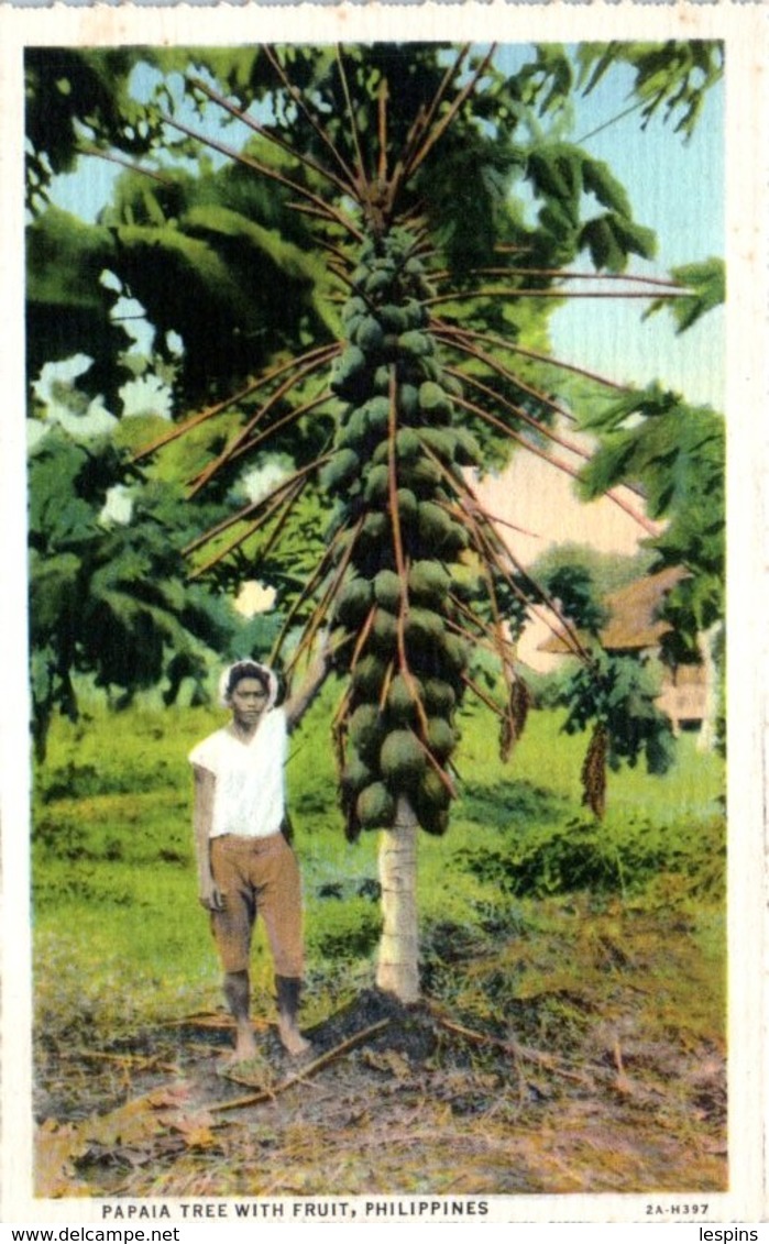 ASIE - PHILIPPINES -- Papaia Tree With Fruit - Philippinen