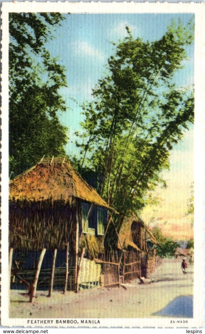 ASIE - PHILIPPINES -- Feathery Bamboo - Filippijnen