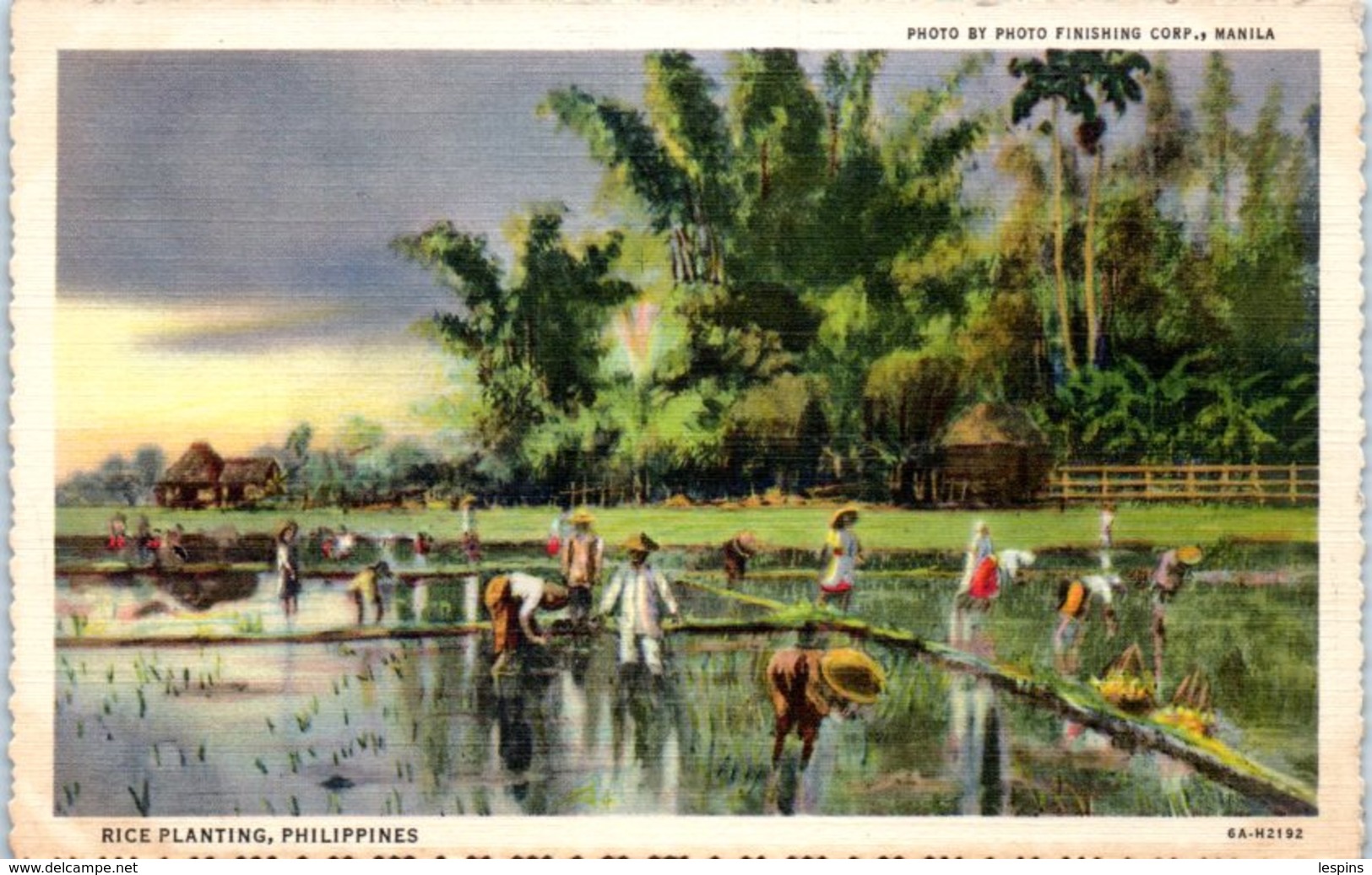 ASIE - PHILIPPINES -- Rice Planting - Filippine
