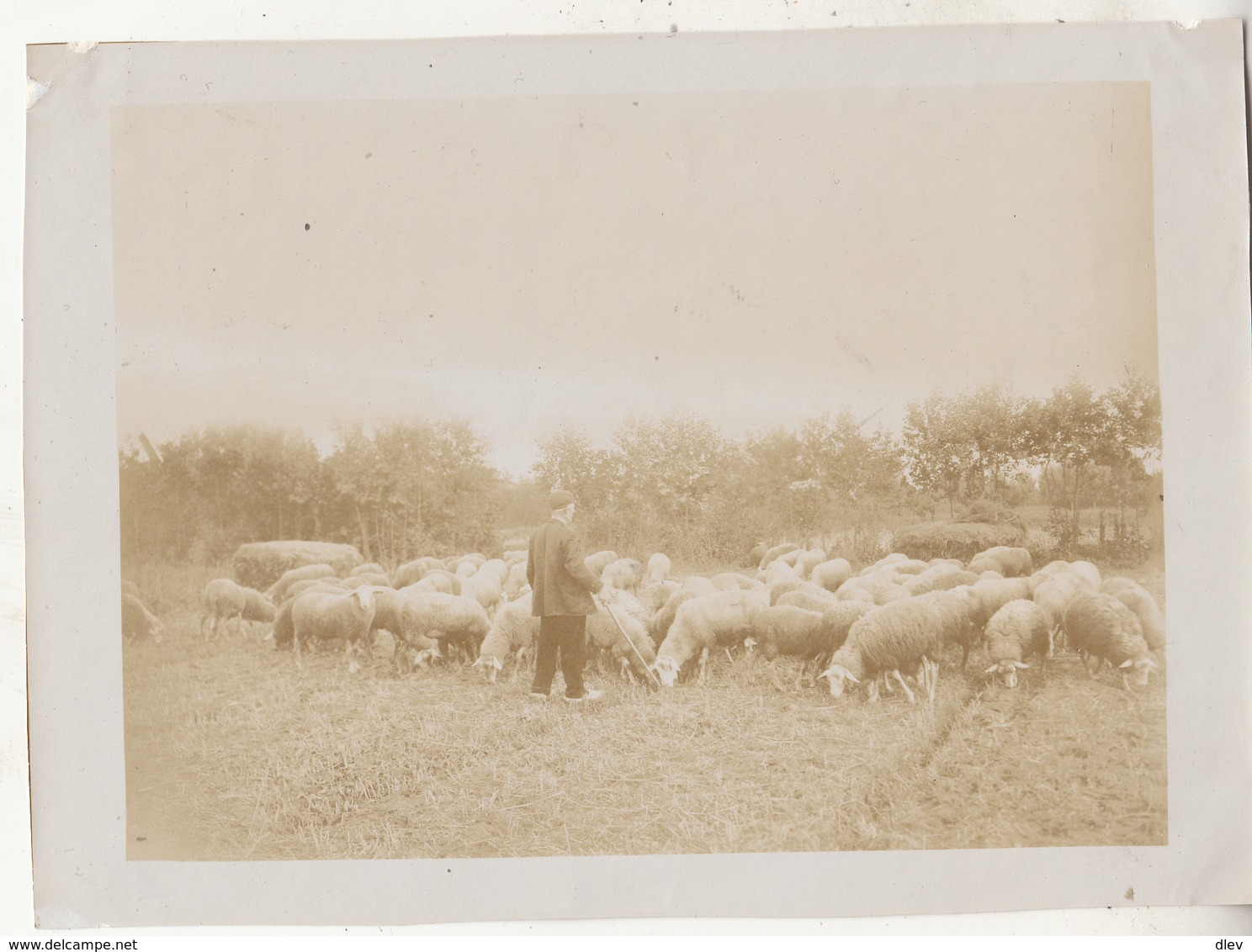 Grimbergen - Kudde Schapen Met Herder - Foto Formaat 12.5 X 18 Cm - Lieux