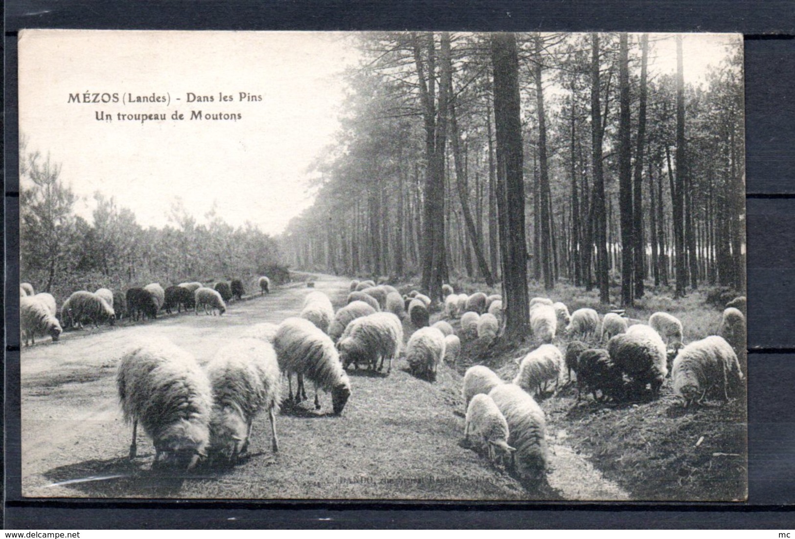 40 - Mézos - Dans Les Pins - Un Troupeau De Moutons - Autres & Non Classés