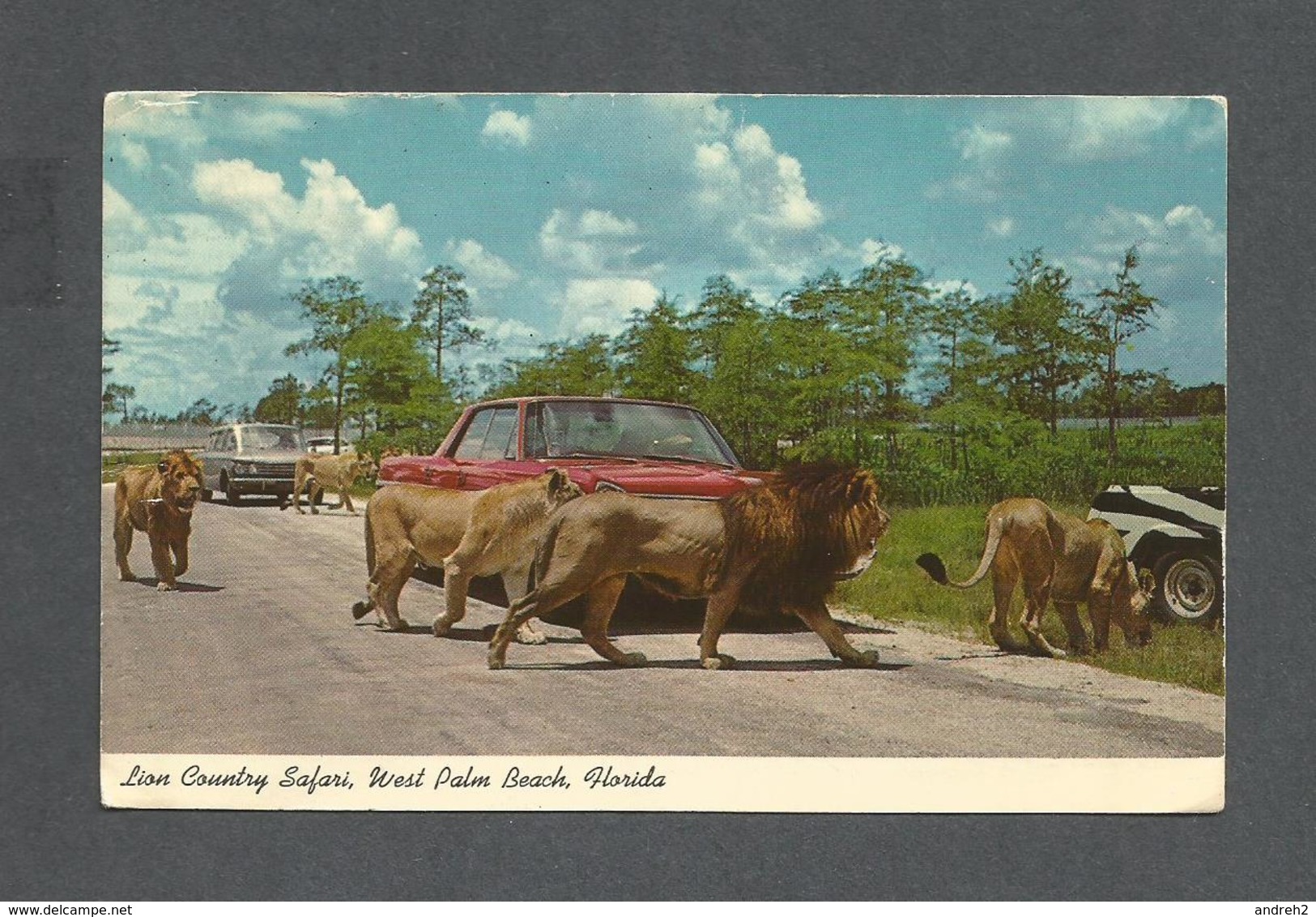 ANIMAUX - ANIMALS - LIONS - LION COUNTRY SAFARI WEST PALM BEACH FLORIDA - Lions