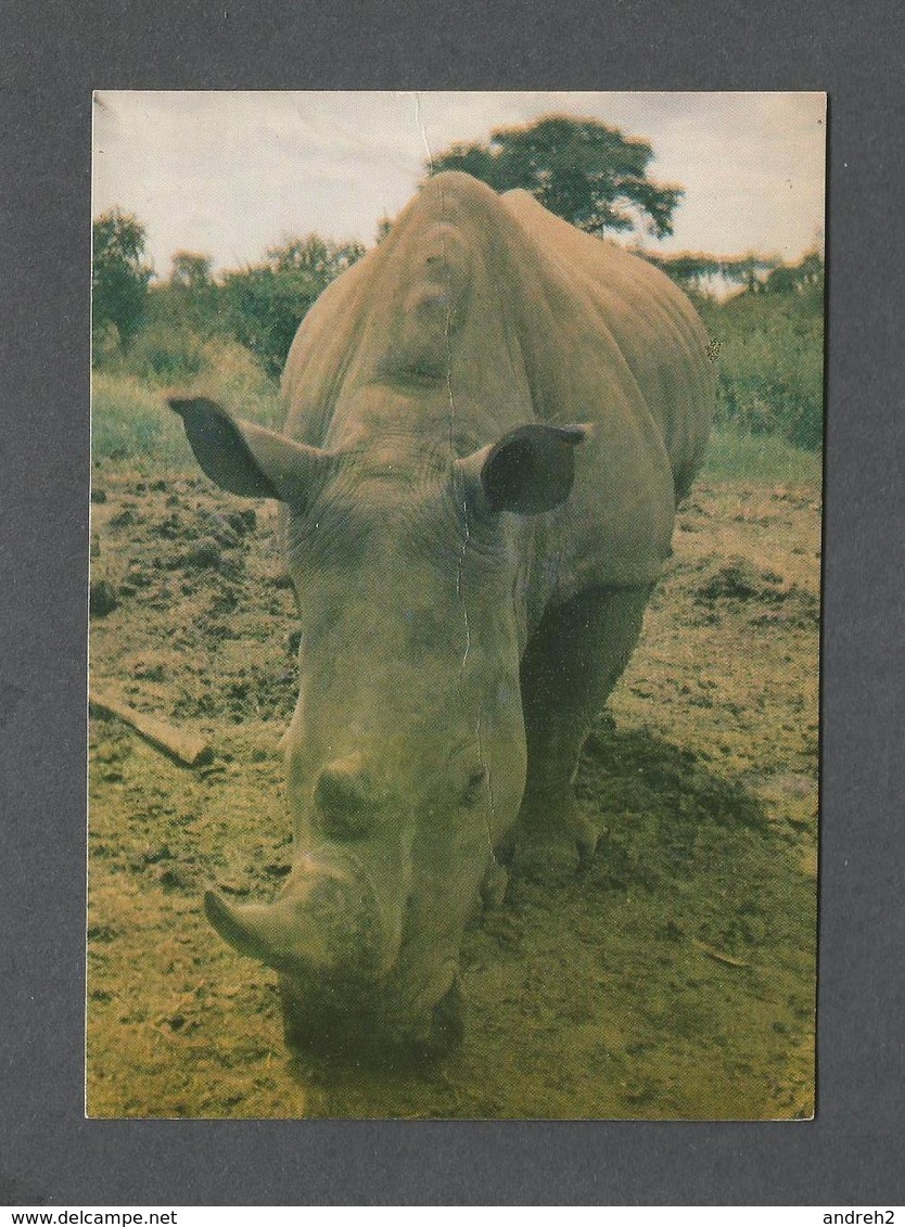 ANIMAUX - ANIMALS - WHITE RHINOCEROS - PHOTO PELLIS - Rhinocéros