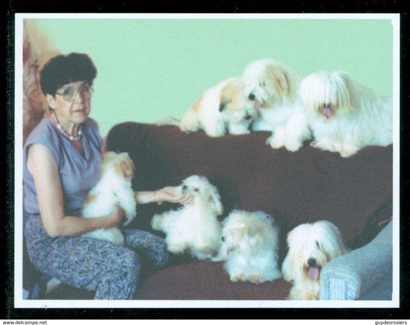 Dame Et Ses Chiens / Lady And Her Dogs. Timbre-photo Sur Carte Postale / Picture Stamp On A Post Card. (7409) - Autres & Non Classés