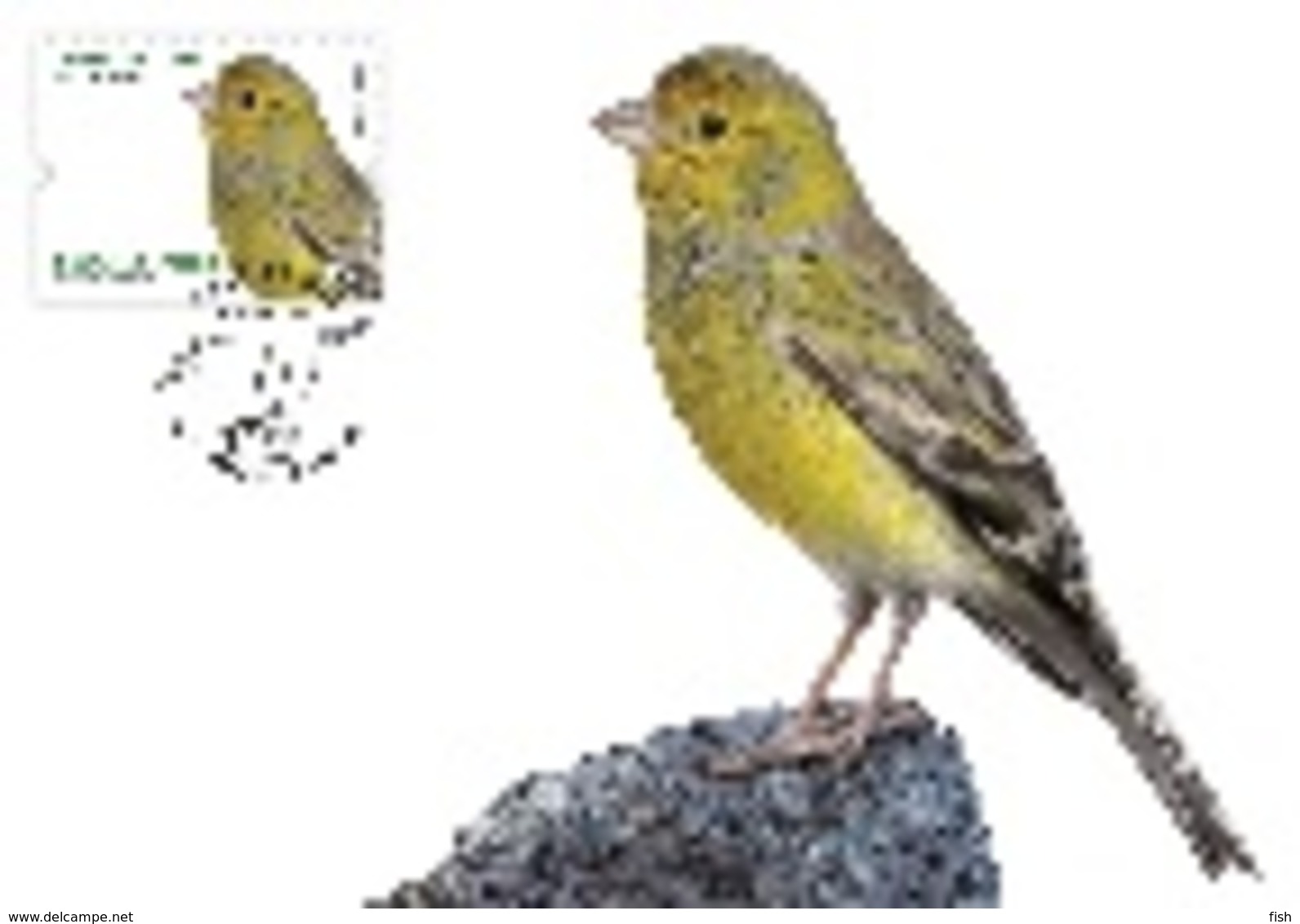 Portugal & Maxi Card, Europa CEPT, National Birds, Canario, Serinus Canaria,  Madeira, Funchal  2019 (8417) - Pappagalli & Tropicali