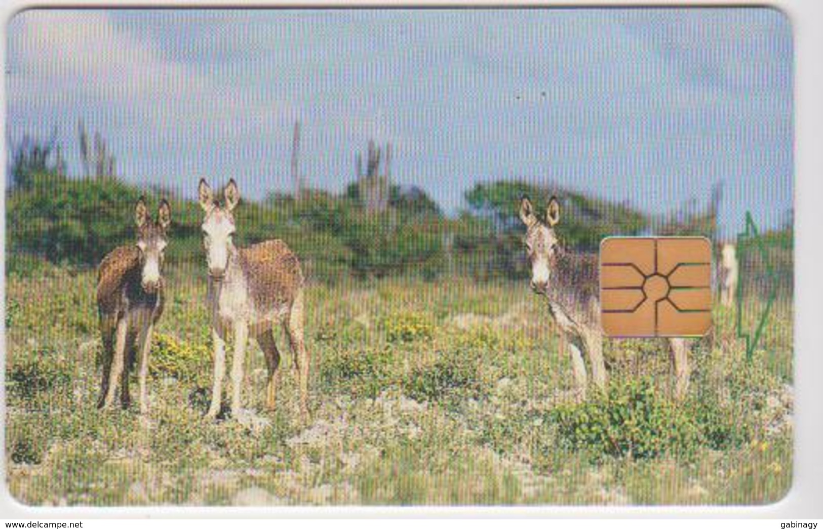 #09 - BONAIRE-02 - DONKEYS - Antilles (Autres)