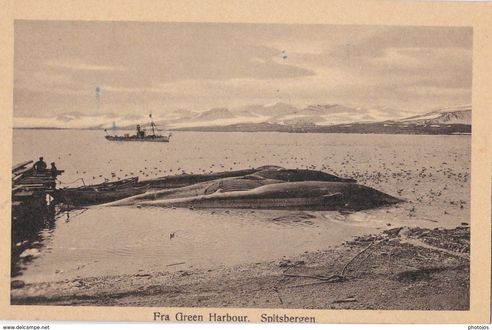 CPA / Spitsbergen Spitzberg   (Norway Norvège) Fra Green Harbour Baleines  Whale  Ed Ritter Bergen - Norvège