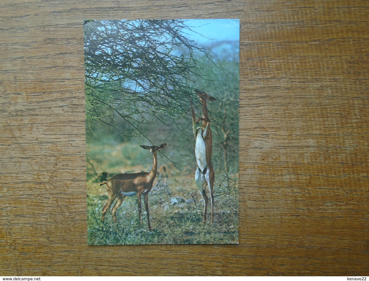 Kenya , Kensta Wildlife Series , Gerenuk "" Beau Timbre Du Kenya "" - Kenya