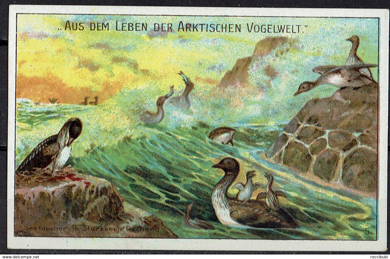 Aus Dem Leben Der Arktischen Vogelwelt & Reklame - Werbung