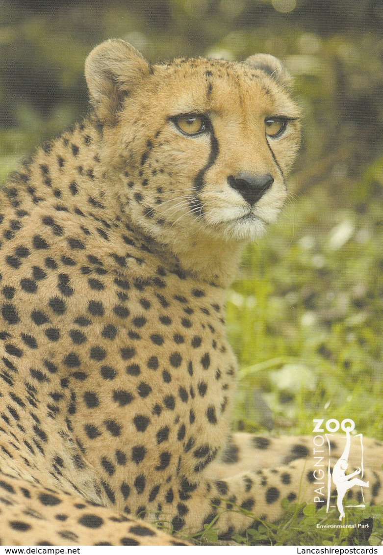 Postcard Paignton Zoo Cheetah Close Up Study My Ref  B23602 - Katten