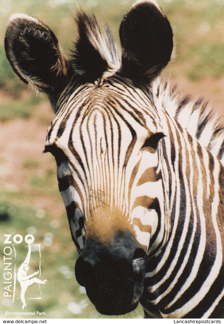 Postcard Paignton Zoo Hartmann's Mountain Zebra Close Up Study My Ref  B23603 - Zebras