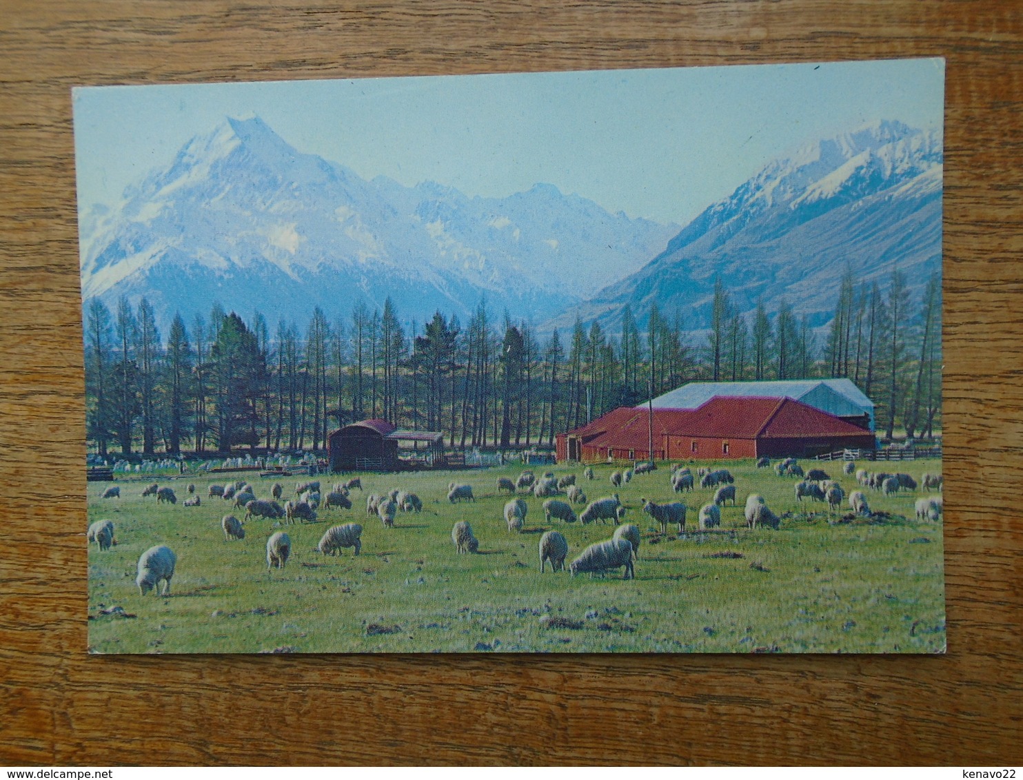 New Zealand's , Highest Mountain , Mt. Cook From Glentanner Sheep Station , Mackenzie Country - Nouvelle-Zélande