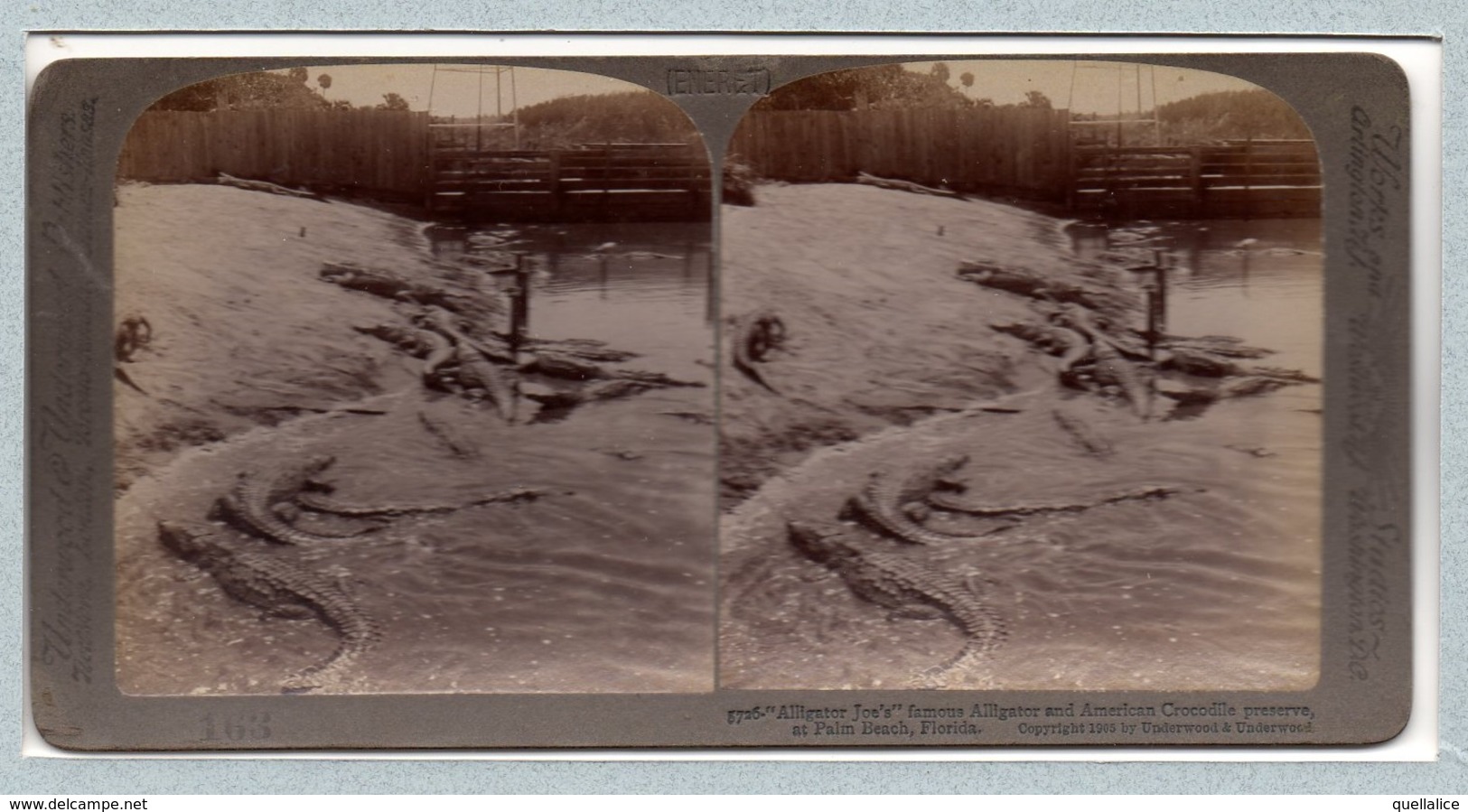 01138 "ALLIGATOR JOE'SS'' FAMOUS ALLIGATOR AND AMERICAN CROCODILLE PRESERVE AT PALM BEACH" ANIMATA.  FOTO STEREO ORIG. - Palm Beach