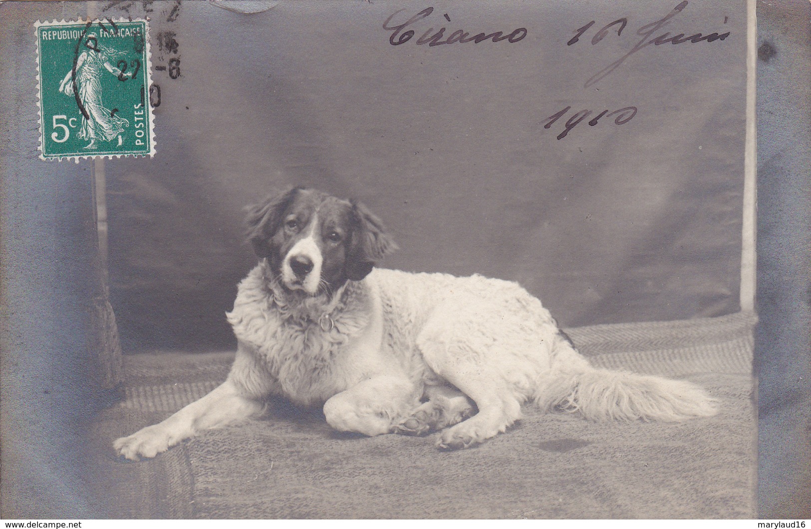 Carte Photo Chien 1910 - Chiens