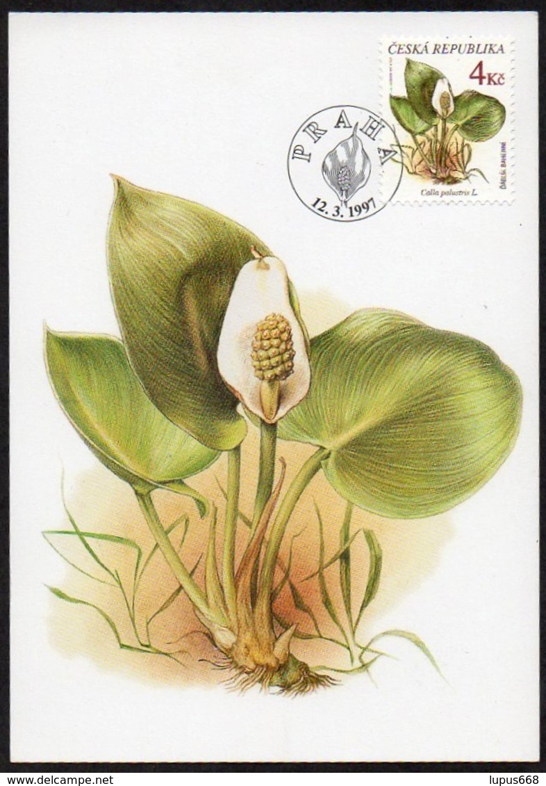 Tschechische Republik  1997  MiNr. 136  Maximumkarte ; Geschützte Pflanzen: Calla Palustris - Sonstige & Ohne Zuordnung