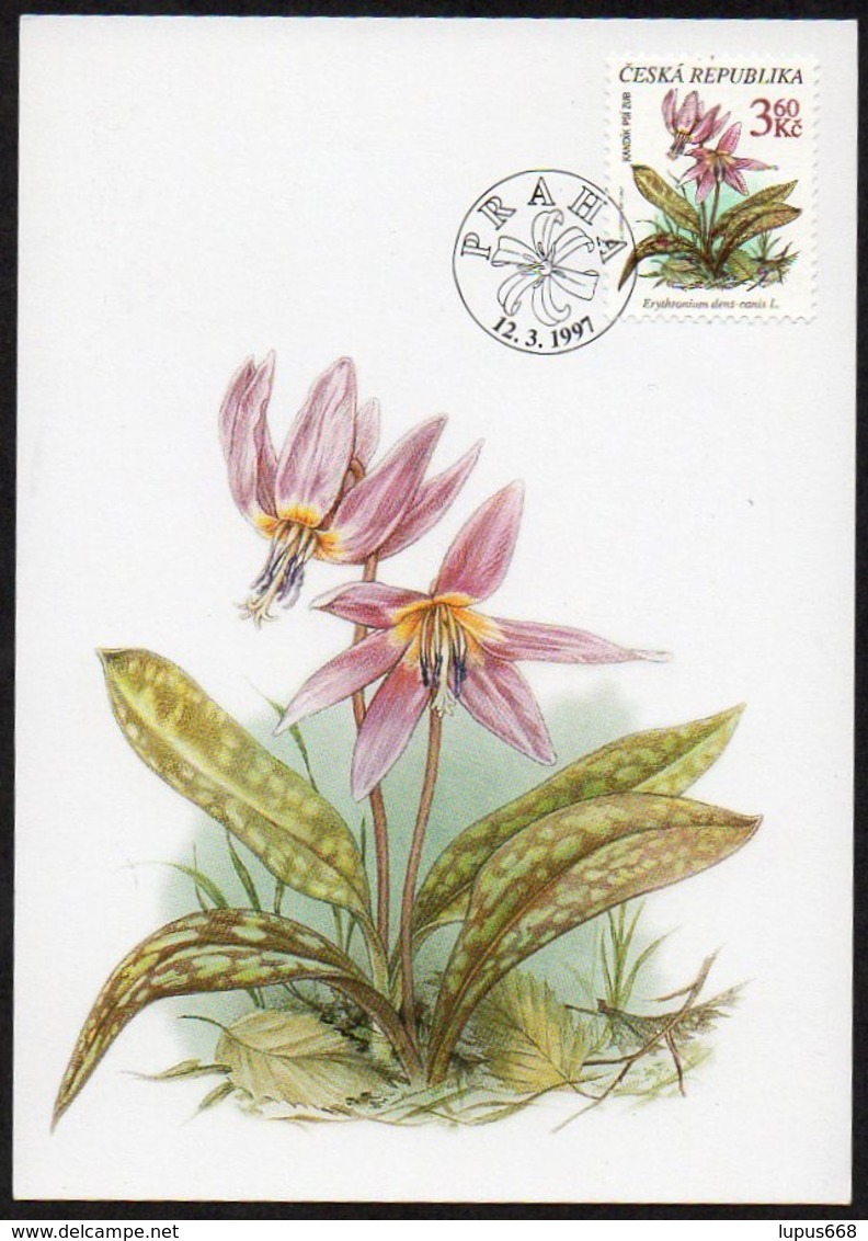 Tschechische Republik  1997  MiNr. 135  Maximumkarte ; Geschützte Pflanzen: Erythronium Dens- Canis - Sonstige & Ohne Zuordnung