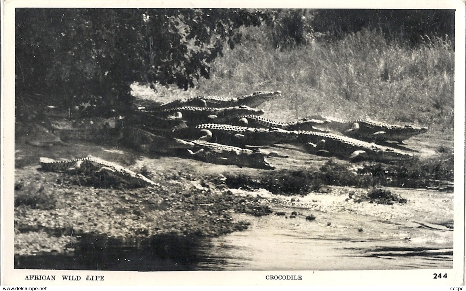 CPM Ouganda Africa Wild Life Crocodiles - Ouganda