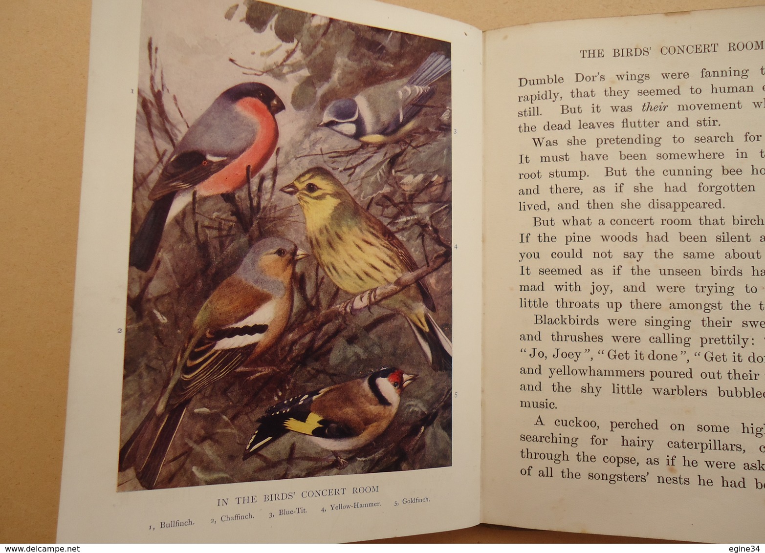 Margaret Cameron - The Rambler Nature Books - By Common Pinewood and Bog - 8 coloured pictures