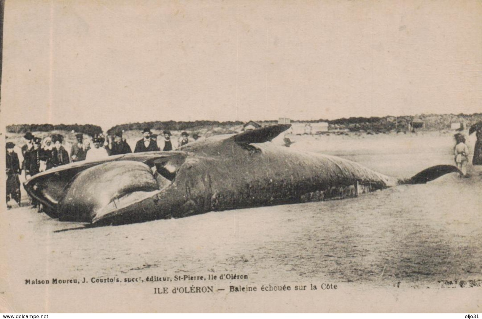 CPA ILE D'OLERON @ BALEINE ECHOUEE @ - Other & Unclassified