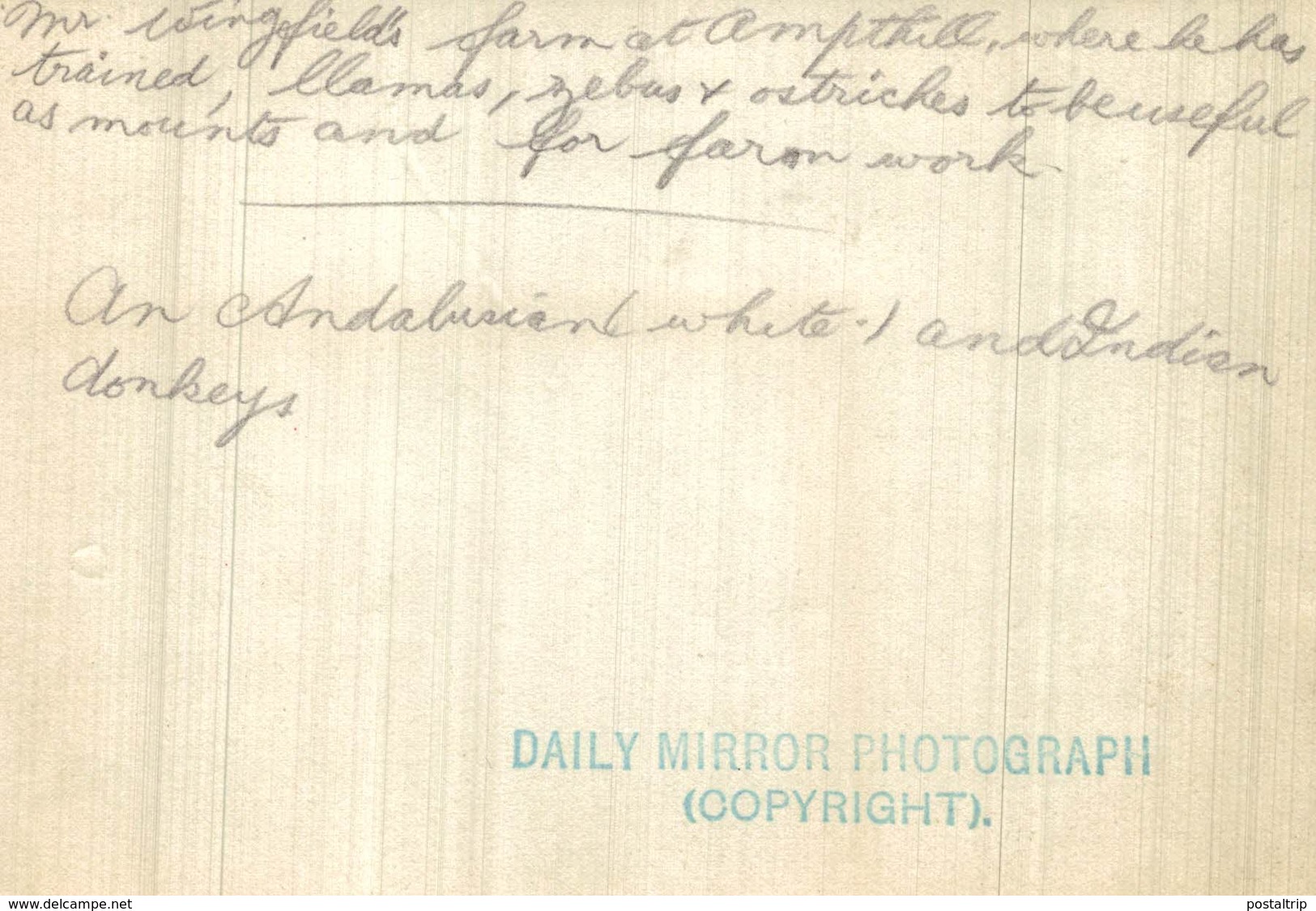 MR WINGFIELD 'S FARM AMPTHILL LAMAS , ZEBRAS, OSTRICHES AN ANDALUCIEN DONKEY  15 * 11 CM Fonds Victor FORBIN 1864-1947 - Personas Identificadas