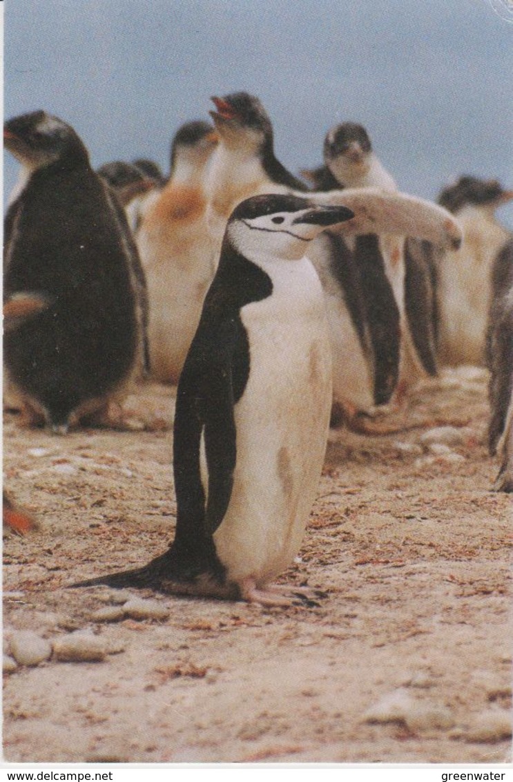 Falkland Islands 1999 Postcard (stamp : French Cruiser Jeanne D'Arc) Ca 4.10.99 Stanley (42719) - Falklandeilanden