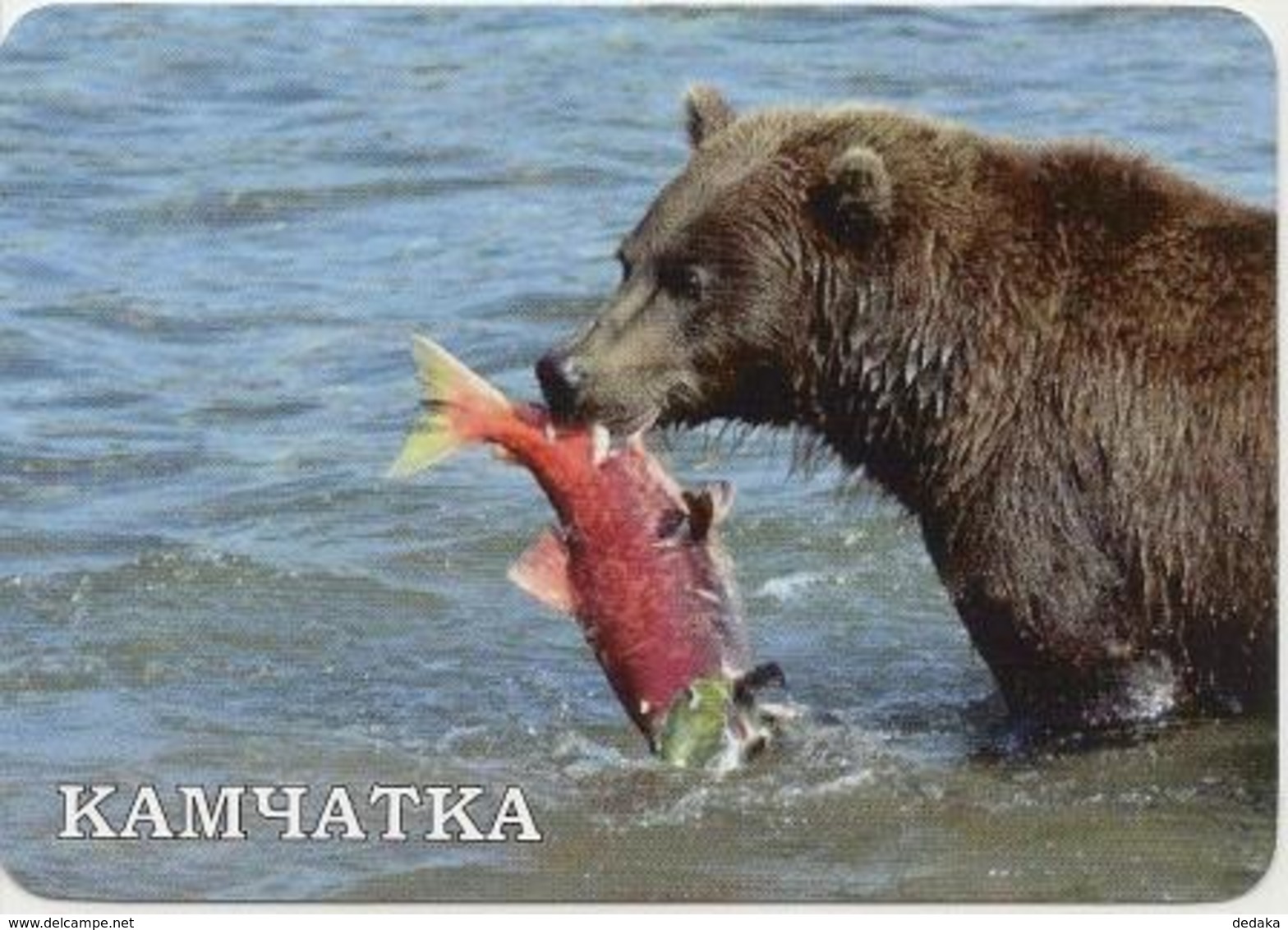 Calendar Russia 2020 - Animals - Bear - Sea - Fish - Fishing - Beautiful - Travel - Advertising. - Small : 2001-...