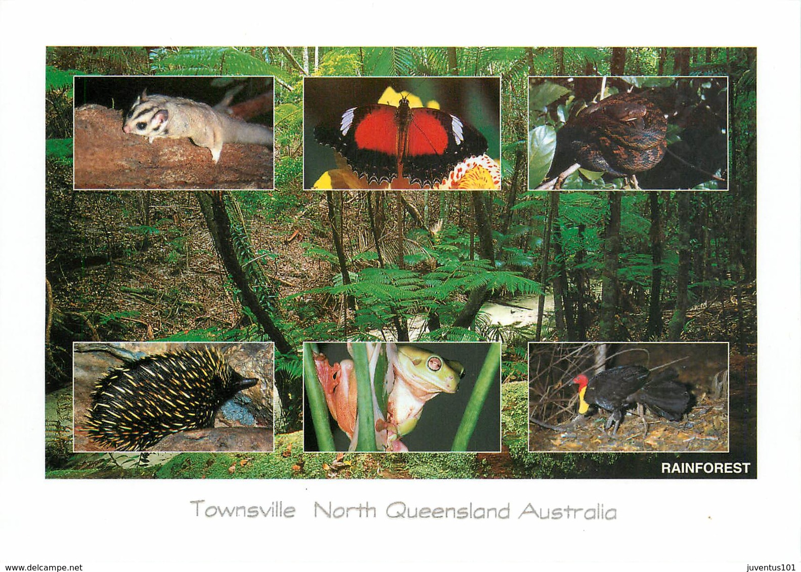 CPSM Townsville-Rainforest     L2841 - Townsville